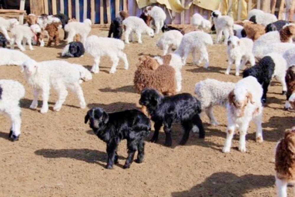 Улсын хэмжээнд 9.2 сая төл хүлээн авч, бойжилт 98.9 хувьтай байна