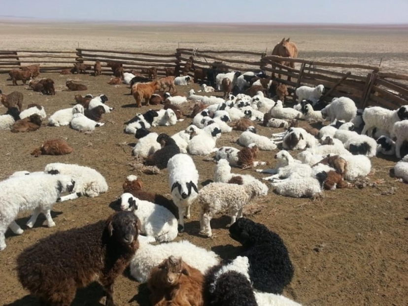 Улсын хэмжээнд 4.2 сая төл хүлээн авч, бойжилт 99 хувьтай байна