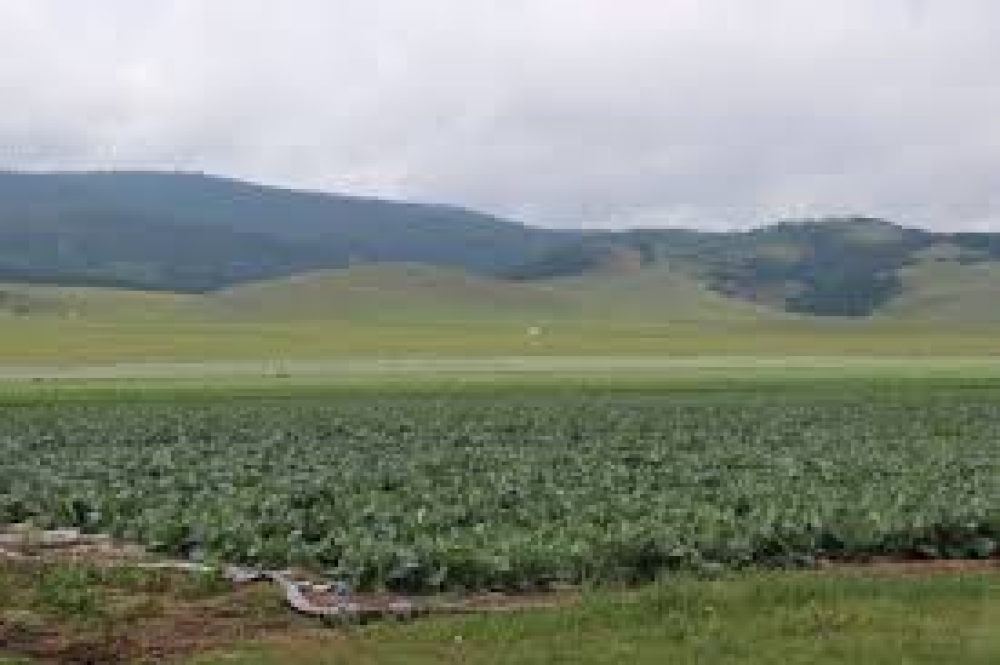 Өвөрхангай аймгийн Хархорин сумын тариаланчид ургацаа мөндөрт цохиулжээ