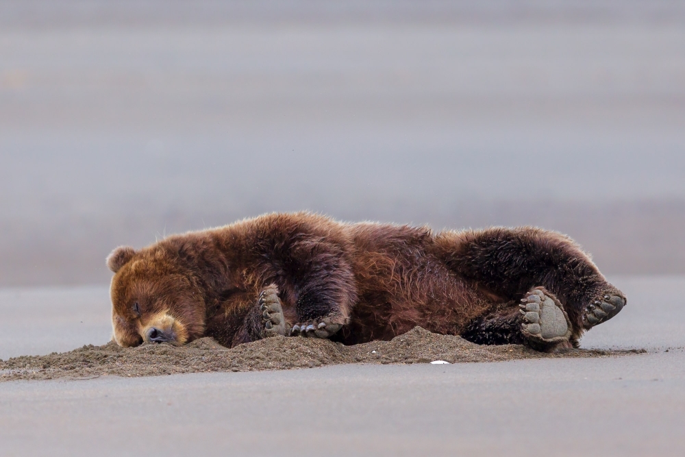 Монгол орны ховор амьтан болох "Хүрэн баавгай"-г хууль бусаар агнасан үйлдлийг илрүүллээ