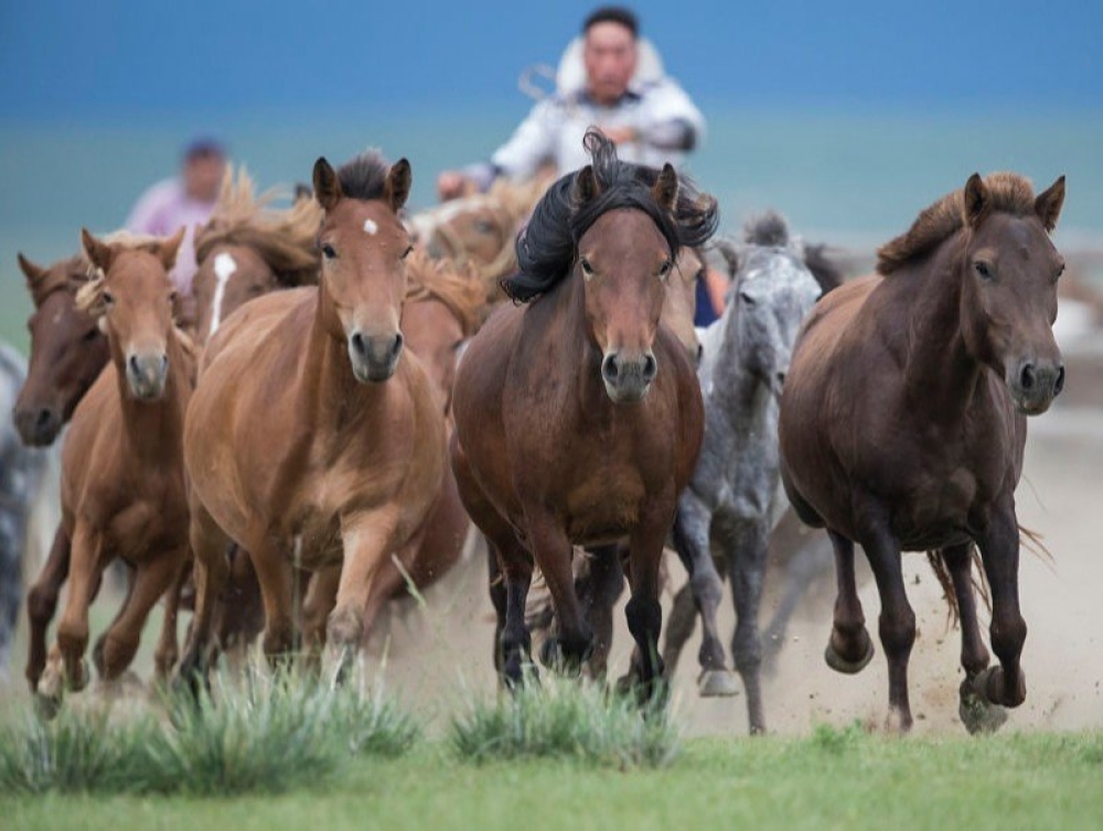 “Дэлхийн адууны өдөр”-ийн бэлгэдлийн загварыг эцэслэн баталлаа