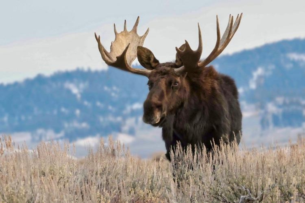 Шивэр хандгайг агнасан иргэнд хоёр жилийн хорих ял оноов