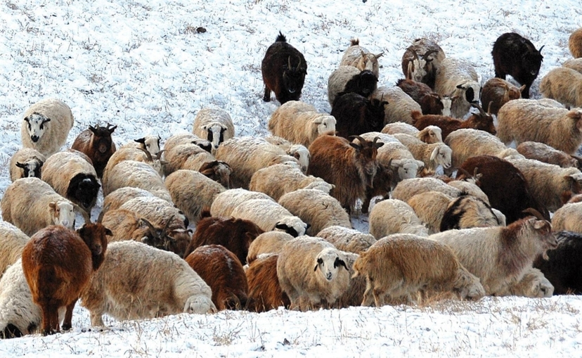 Энэ сарын 20-ноос нойтон цас орно