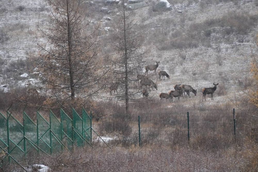 Богдхан уулын  хашаануудыг буулгаж эхэллээ