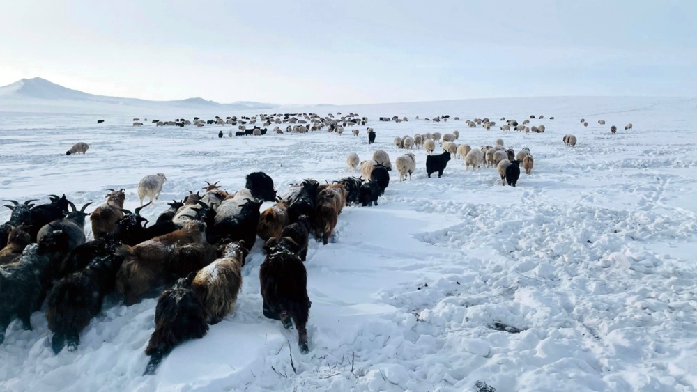 11 аймгийн 52 сум цагаан зудтай байна
