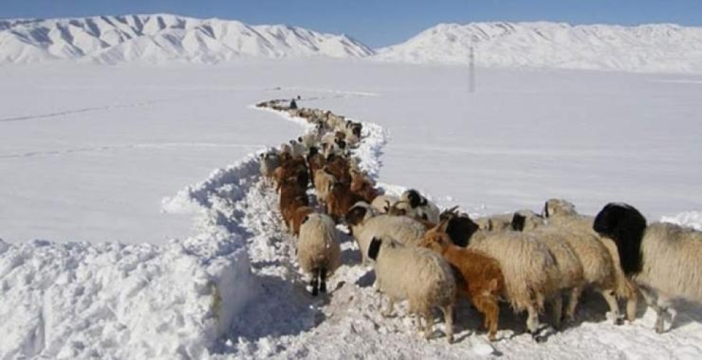 Баян-Өлгий, Увс, Ховдын ихэнх нутгаар зудын эрсдэлтэй байна